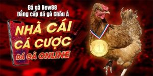 Đá Gà New88 – Sảnh Chơi Uy Tín Bật Nhất Cho Các Sư Kê